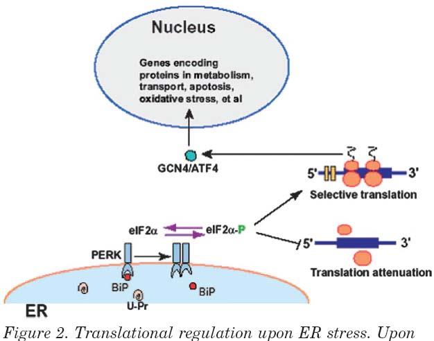 UPR at translation level: PERK kinase Another protein involved in UPR is PERK (PRK-like ER-kinase) that spans the ER membrane between the ER lumen and the cytoplasm.
