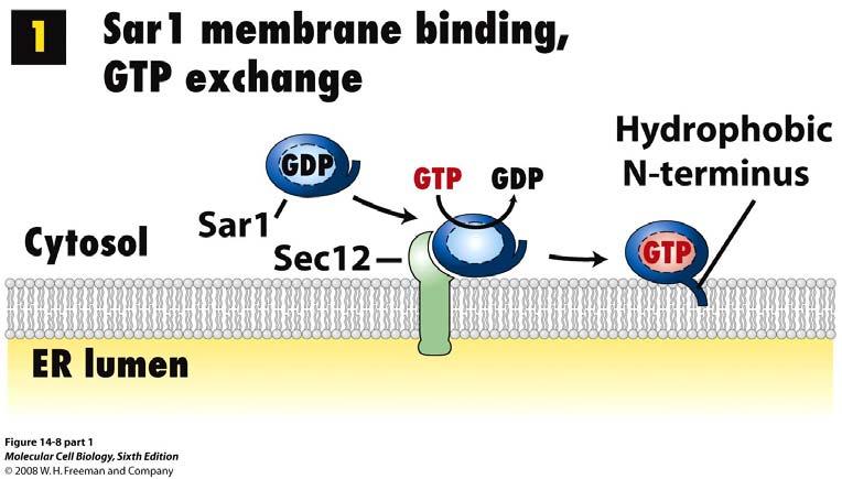 Sar1 on the membrane forms a binding site for the Sec23/Sec24 coating protein complex Sec23/Sec24 also recognizes particular sequences in the