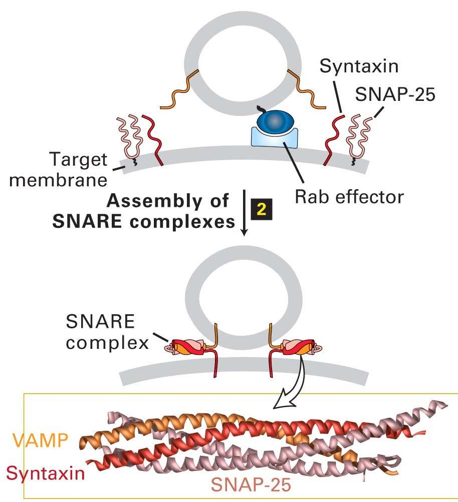 Addressing transport vesicles in the cell The receiving membrane has a complex of membrane proteins (t-snare-s) that serves as a receptor for a particular v-snare.