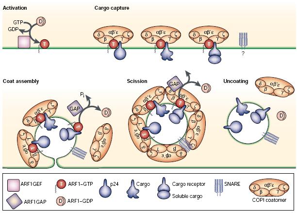 Kirchhausen, T. (2000) Three ways to make a vesicle. Nat Rev Mol Cell Biol, 1, 187-198 Assembly of COP I vesicles The assembly of COPI vesicles is similar to that of COP II.