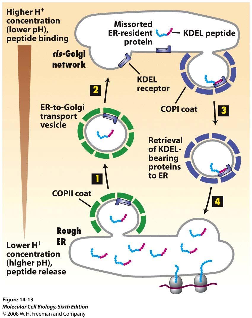 KDEL receptors and COP I coated vesicles: COPI directed retrograde transport to maintain the composition of the ER lumen.