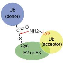 E3 Ub-ligases Two major types of E3 Ub-ligases. The RING-type E3 Ub-ligases transfer Ub from E2-Ub conjugating enzyme directly to a substrate protein.