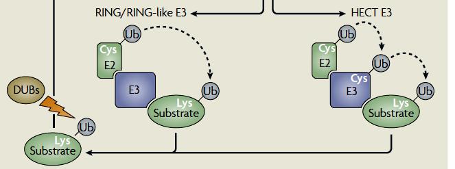 E3 works processively holding the substrate protein and adding Ub sequentially to a Lys side chain of the previously added Ub. Li, W. and Ye, Y.