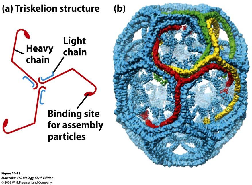 Getting cargo from cell surface Formation and budding of clathrin coated vesicles.
