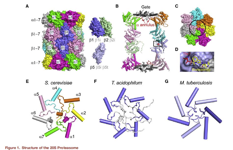 The core 20S proteosome Stadtmueller, B.M. and Hill, C.P. Proteasome activators. Mol Cell, 41, 8-19 In some cells (immune-system) i-type of 1,2 and 5 is produced.