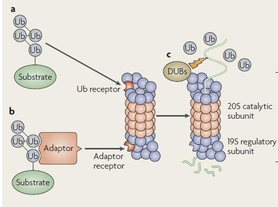 ATP-dependent Proteosome Striebel, F., Kress, W. and Weber-Ban, E.