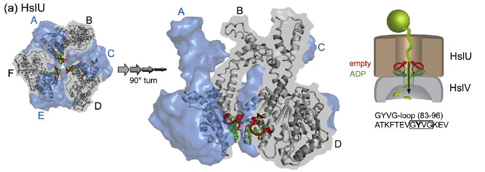 ATP-dependent unfolding AAA+ hexameric rings unfold proteins using ATP energy.