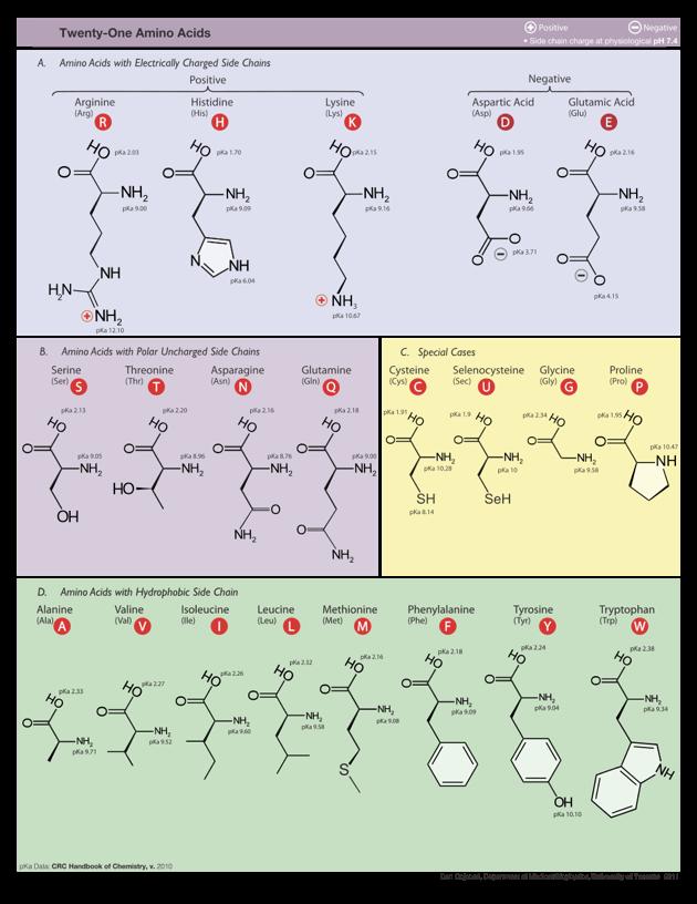 Diversity of amino acids Side-chains (R groups) give amino acids a wide range