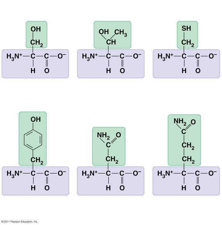 Polar amino acids Serine (Ser or S) Threonine (Thr or T) Cysteine (Cys