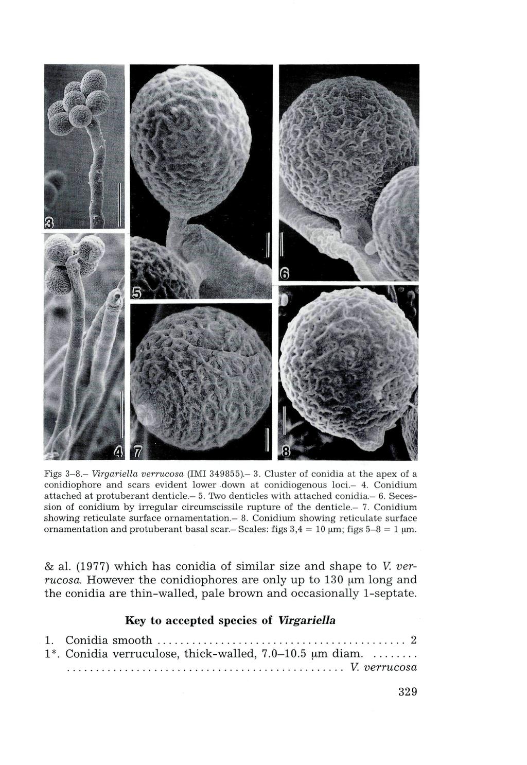 Verlag Ferdinand Berger & Söhne Ges.m.b.H., Horn, Austria, download unter www.biologiezentrum. Figs 3-8.- Virgariella verrucosa (IMI 349855).- 3.
