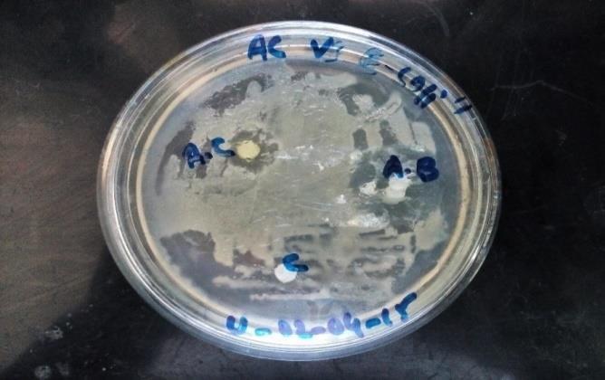 Clavibacter. Figure 5.  E. coli. Figure 6.