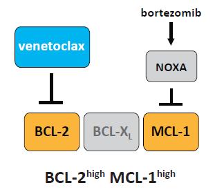 Background Anti-apoptotic proteins BCL-2 and MCL- promote multiple