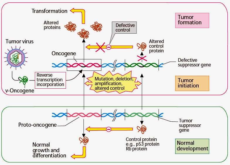 Oncogene products -
