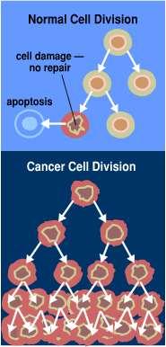 Loss of Normal Growth Control Cancer arises from a loss of normal growth control. In normal tissues, the rates of new cell growth and old cell death are kept in balance.