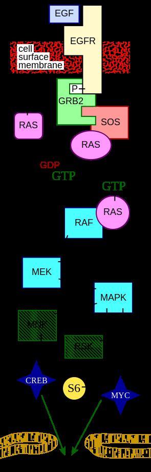 Ras-MAPK pathway in cancer * EGFR overexpression - Cetuximab EGFR activating
