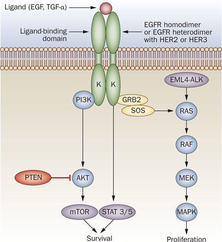 Resistance mutations EGFR resistance to Gefitinib - Brigatinib EML4-ALK