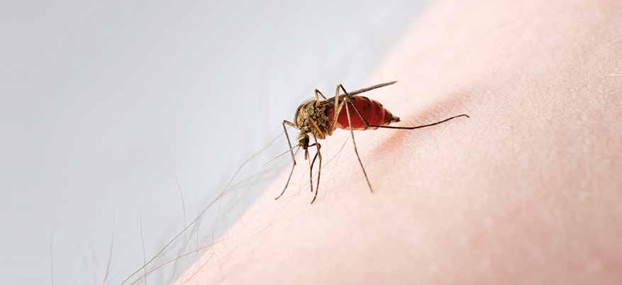 OVERVIEW Malaria cycle (4,5) 1. MOSQUITO BITE A female mosquito infected with P. falciparum bites the host and injects the sporozoite (immature) form of the parasite into the blood. 2.