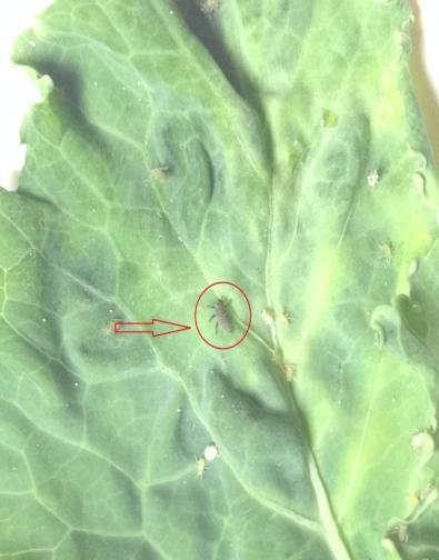 Figure 3: Second instar grub of Coccinella septempunctata feeding on aphids Figure 4: Third instar grub of Coccinella septempunctata feeding on aphids Figure 5: Fourth instar grub Coccinella