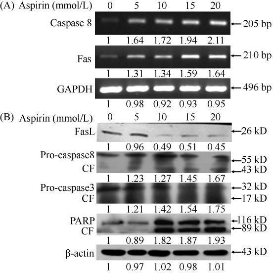7 NTera-2 635 Fig 5 Aspirin modulates expression of apoptotic genes in NTera-2 cells Cells were treated with different concentrations of aspirin for 24 hours as indicated A The expression of Fas and
