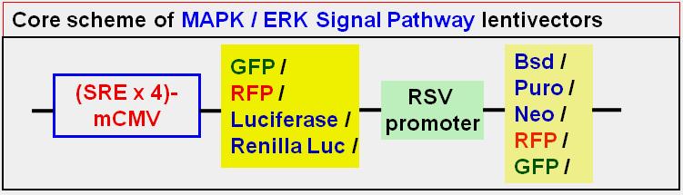 The premade, ready-to-use reporter lentivirus provides a much easier tool to monitor the activity of MAPK / ERK signaling pathways in virtually any mammalian cell type.
