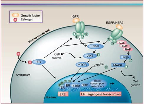 Cross-talk between signal transduction pathways and ER signaling in endocrine-resistant breast cancer: Opportunities for targeted