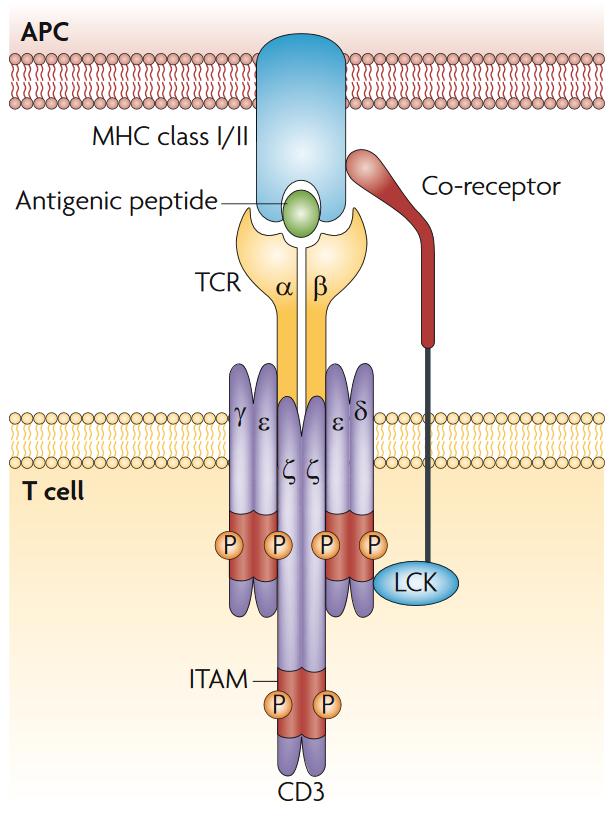 T cell receptor Determines to which antigenic peptide MHC complexes T cells respond Plays a major