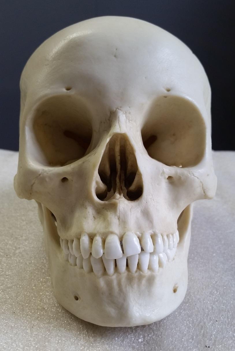 Osteological Evaluation Prepared by Tori D.