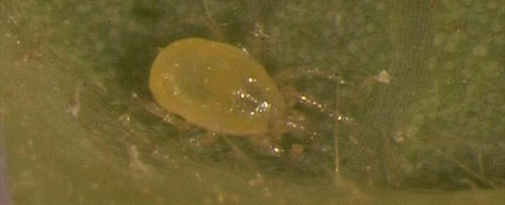 for more than 96% of the total predatory mite population (n=1586).