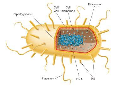 Bacterial Structure Basic structure of bacteria: