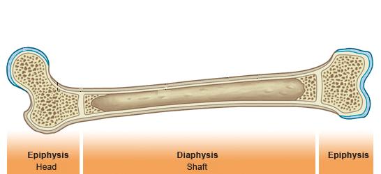 Structure of a long bone Bone must be light but strong. Has a cavity in centre called a medullary cavity.