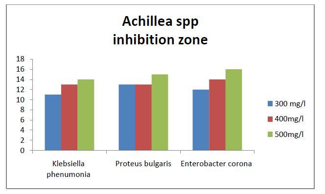 Figure 5: Inhibition zone of the three bacteria in Achillea spp exract. A very narrow difference was found in A.spp, between the concentration affect in each bacteria as in figure 5 above.