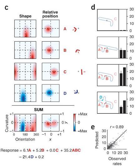 26 Nonlinear visual neurons Neurons in IT can be modeled as combining inputs from subunits tuned to