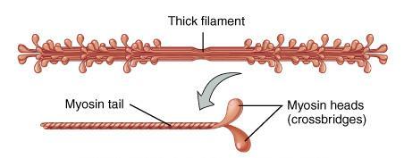Myosin Thick filaments are composed of myosin each molecule resembles two golf clubs twisted