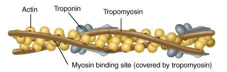 Actin / Troponin / Tropomyosin Thin filaments are made of actin, troponin, & tropomyosin