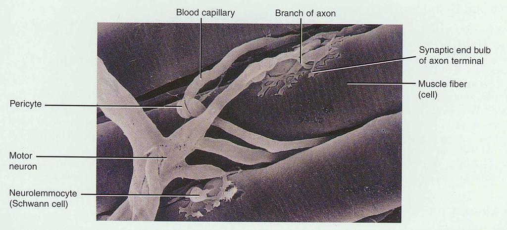 Neuromuscular Junction (NMJ) or Synapse NMJ = neuromuscular junction end of axon nears the