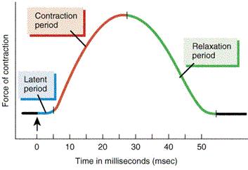 STAGES OF A MUSCLE TWITCH: The latent period is a delay time after stimulus is applied. During this time, the action potential sweeps over the sarcolemma and Ca 2+ is released.