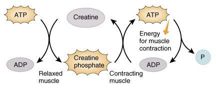 Creatine Phosphate Excess ATP within resting muscle used to form creatine phosphate Creatine phosphate 3-6 times more plentiful than ATP within muscle Its quick breakdown provides energy