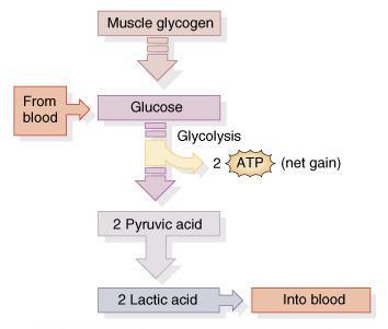 Anaerobic Cellular Respiration ATP produced from glucose breakdown into pyruvic acid during glycolysis if no O 2 present pyruvic converted to lactic acid which