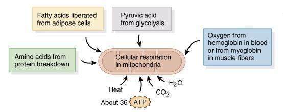 Aerobic Cellular Respiration ATP for any activity lasting over 30 seconds if sufficient oxygen is available, pyruvic acid enters the mitochondria to
