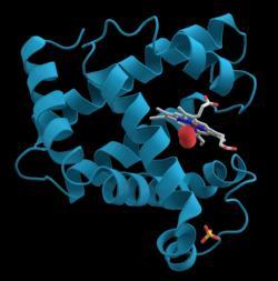 Myoglobin Oxygen carrying protein in muscles Contains 1 heme (cofactor