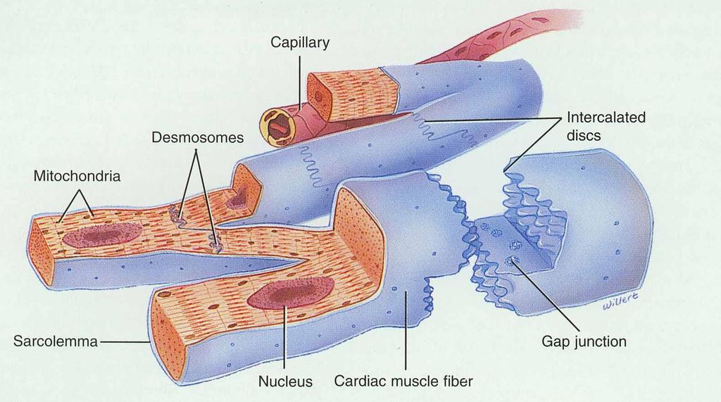 Anatomy of Cardiac Muscle Single centrally located nucleus / Skeletal is multinucleated Cells