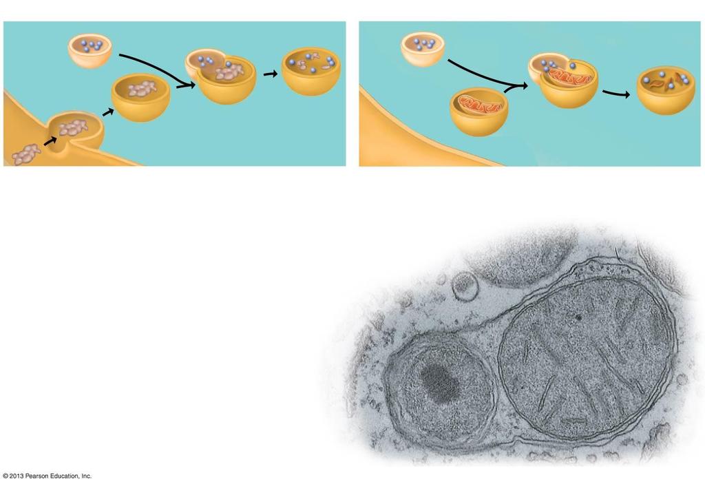 cells. Enzymes in a lysosome can break down large molecules such as proteins, polysaccharides, fats, and New vesicle forming nucleic acids. Lysosomes Figure 4.