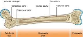 Lab 1: body, skeletal and axial systems Types of tissue Epithelia tissue - Sheets of tissue covering 