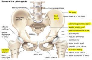 bone) - Greater sciatic notch (above foramen) *note