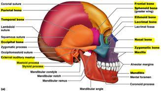 Cranial interior Anterior cranial fossa (formed mainly by frontal bone) Middle cranial fossa (formed by
