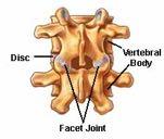 fused to form coccyx) *Intervertebral discs (fibrocartilaginous joints) Intervertebral
