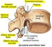 vertebral canal) Pedicle Lamina Spinous process Transverse process (paired) Superior