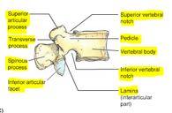 (paired) Superior articular process is above inferior articular process The process is