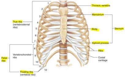 Thoracic cage Sternum consists of manubrium, sternal body and xiphoid process.