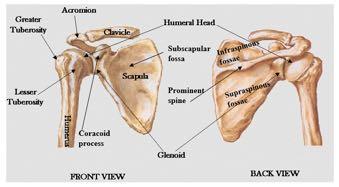 - Anterior surface of scapula (formed by: coracoid process and subscapular fossa) - Posterior surface of scapula (formed by: prominent spine ends laterally as a flat acromion and articulates with